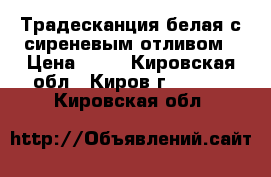 Традесканция белая с сиреневым отливом › Цена ­ 30 - Кировская обл., Киров г.  »    . Кировская обл.